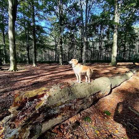Вилла Sfeervol Chalet In Drenthe Bij Het Dwingelderveld Спиер Экстерьер фото