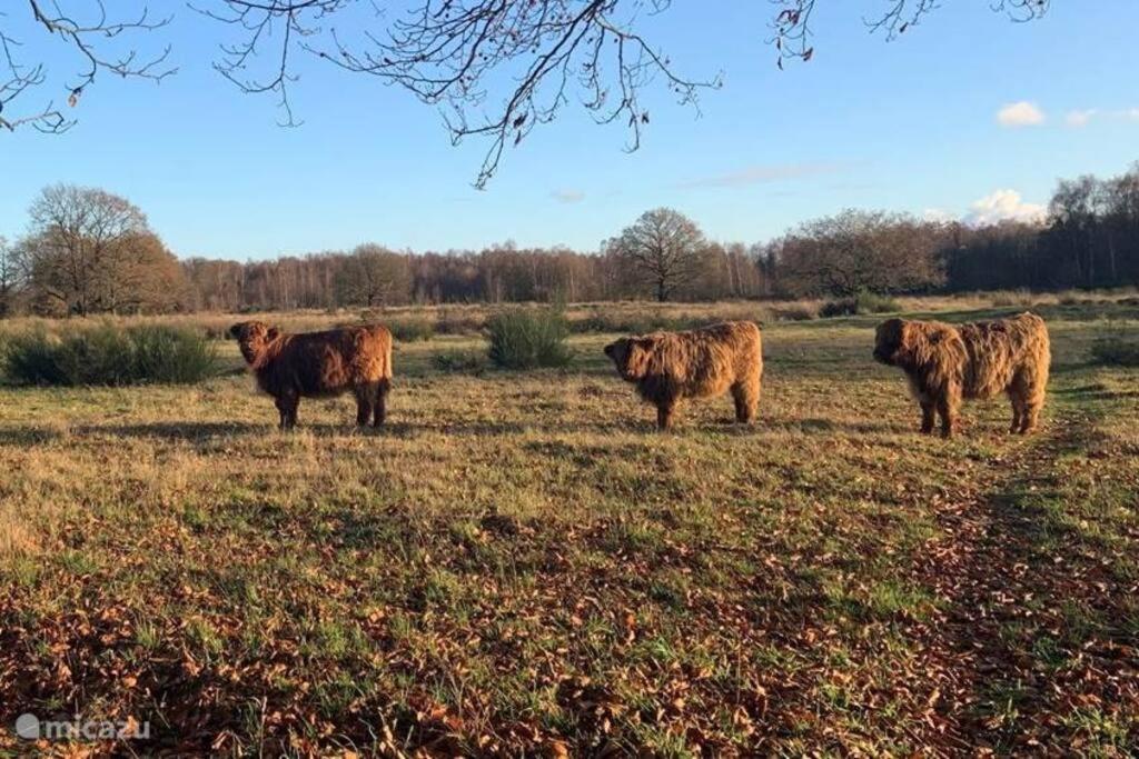 Вилла Sfeervol Chalet In Drenthe Bij Het Dwingelderveld Спиер Экстерьер фото