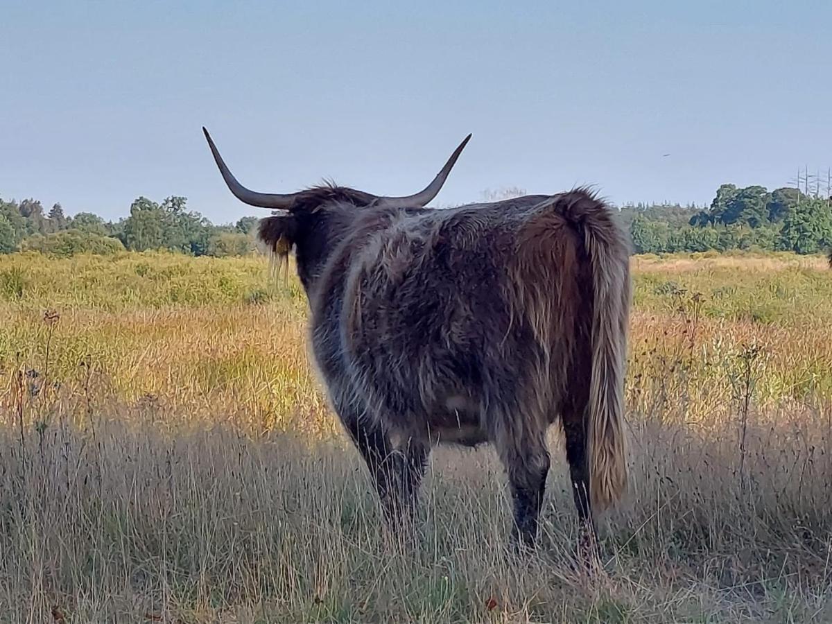 Вилла Sfeervol Chalet In Drenthe Bij Het Dwingelderveld Спиер Экстерьер фото