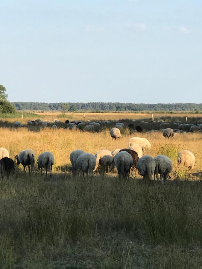 Вилла Sfeervol Chalet In Drenthe Bij Het Dwingelderveld Спиер Экстерьер фото