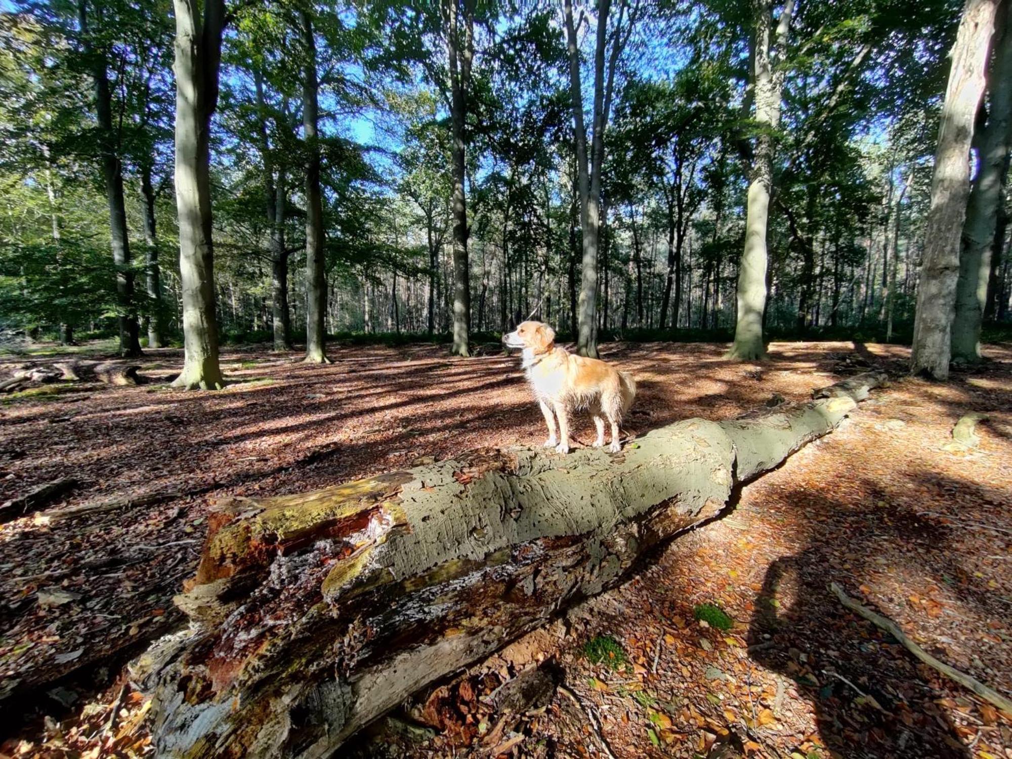 Вилла Sfeervol Chalet In Drenthe Bij Het Dwingelderveld Спиер Экстерьер фото